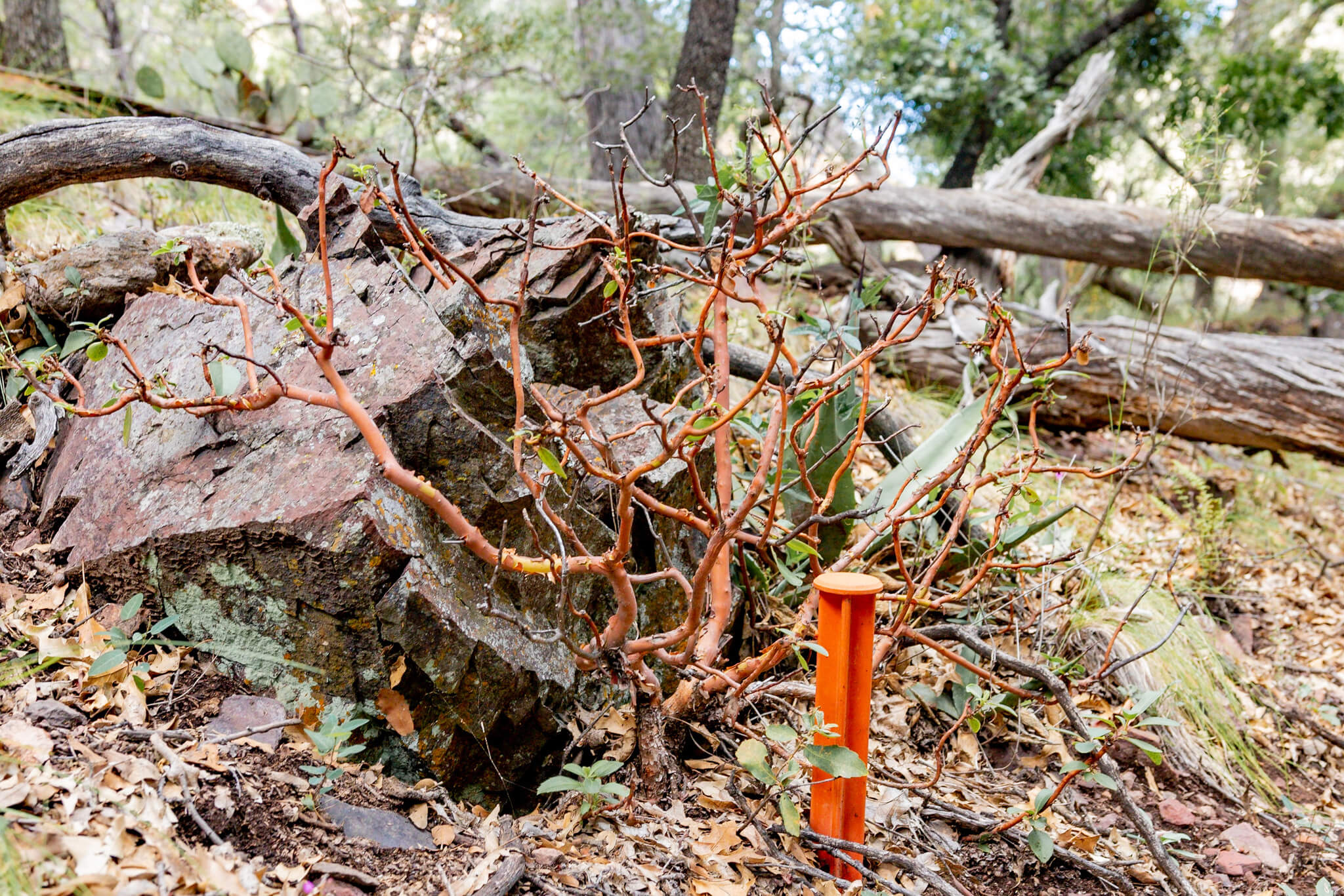 Arbutus xalapensis